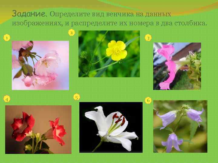 Задание. Определите вид венчика на данных изображениях, и распределите их номера в два столбика.