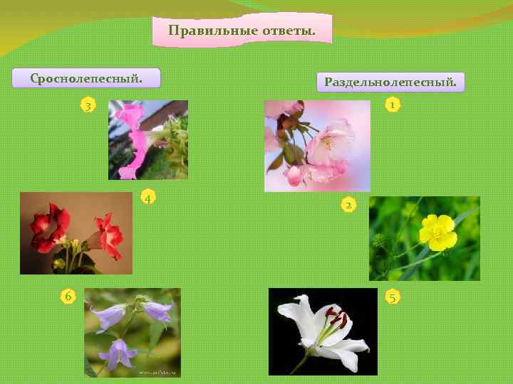 Правильные ответы. Сроснолепесный. Раздельнолепесный. 3 1 4 6 2 5 