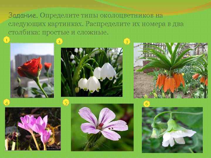 Задание. Определите типы околоцветников на следующих картинках. Распределите их номера в два столбика: простые