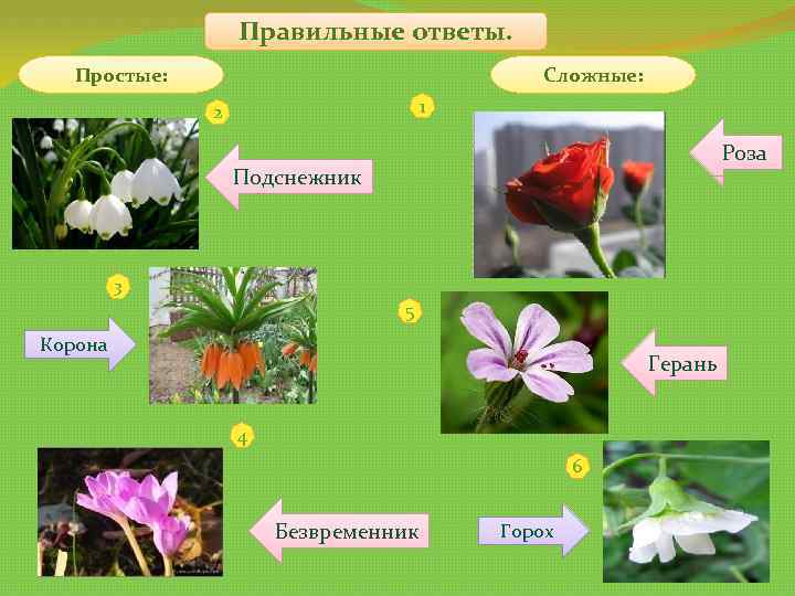 Правильные ответы. Простые: Сложные: 1 2 Роза Подснежник 3 5 Корона Герань 4 6