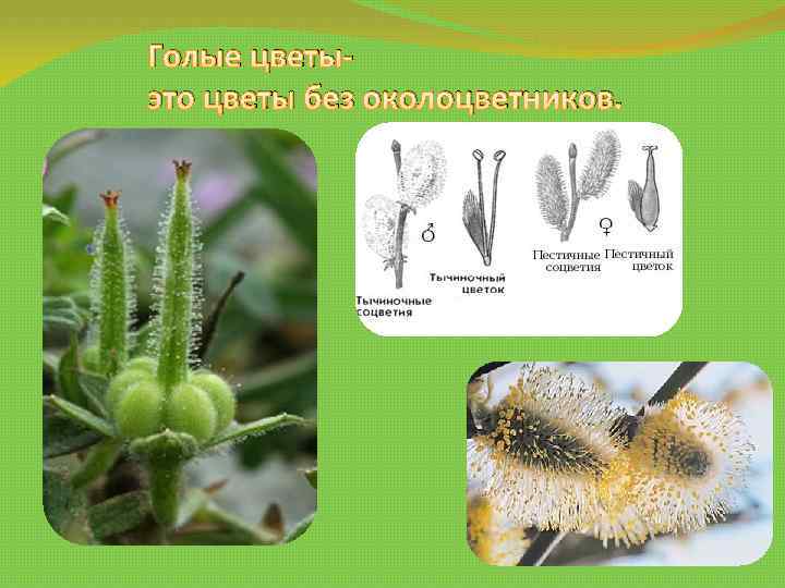 Голые цветыэто цветы без околоцветников. 