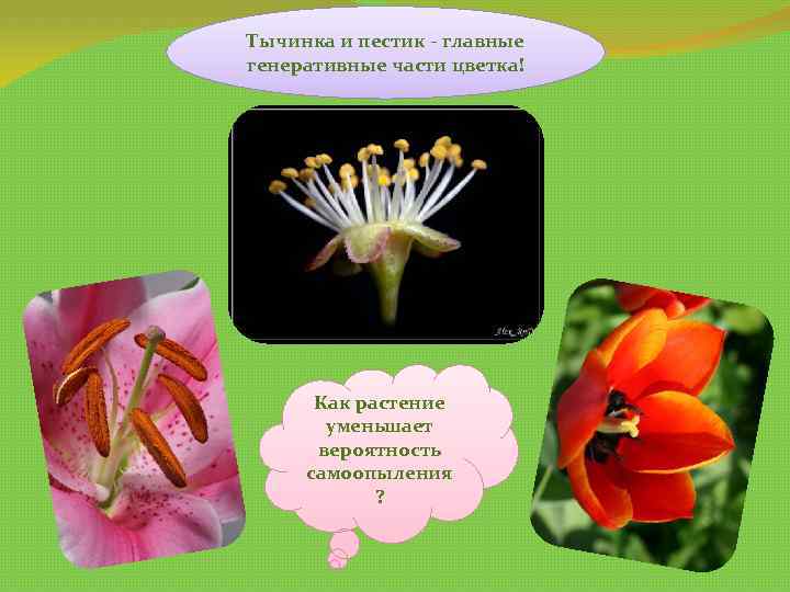 Тычинка и пестик - главные генеративные части цветка! Как растение уменьшает вероятность самоопыления ?