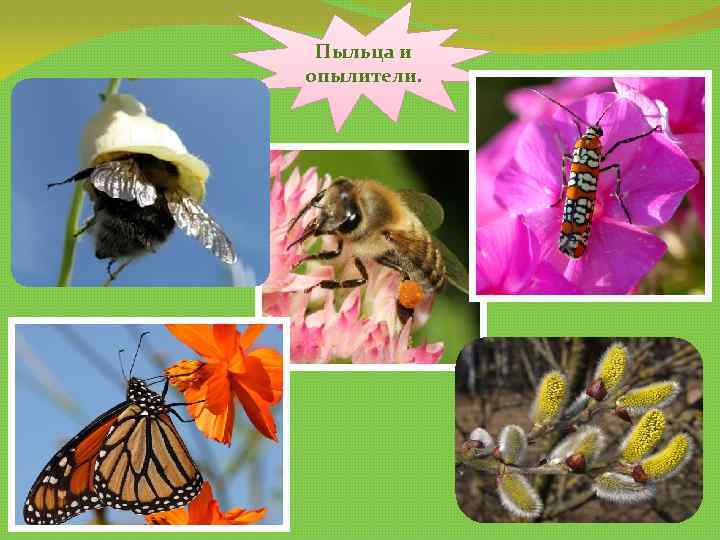 Пыльца и опылители. 