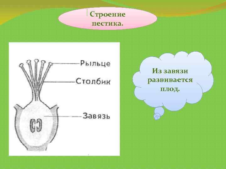 Что развивается из стенок завязи