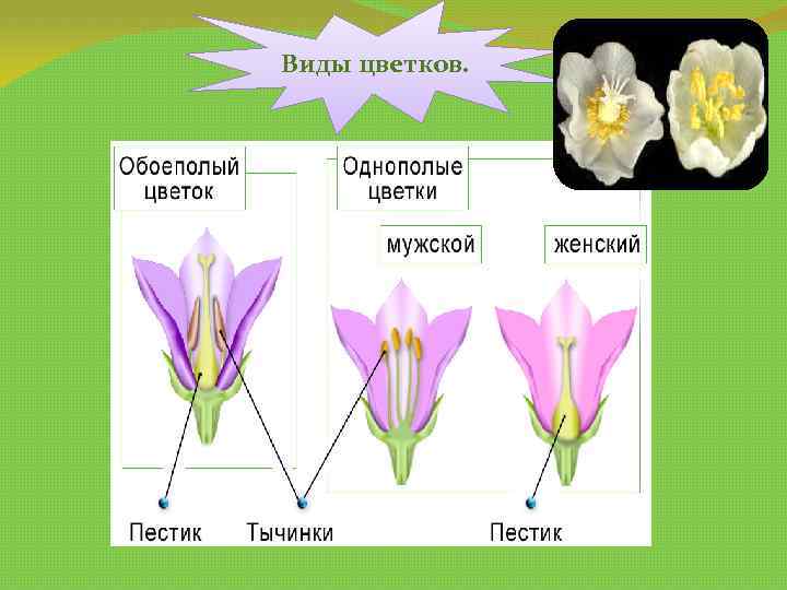 Виды цветков. 