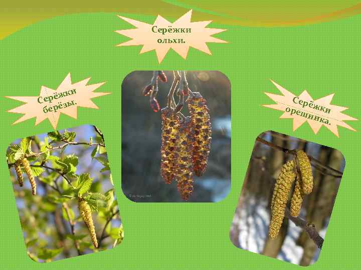 Серёжки ольхи. ки рёж. Се зы берё Сер оре ёжки шни ка. 