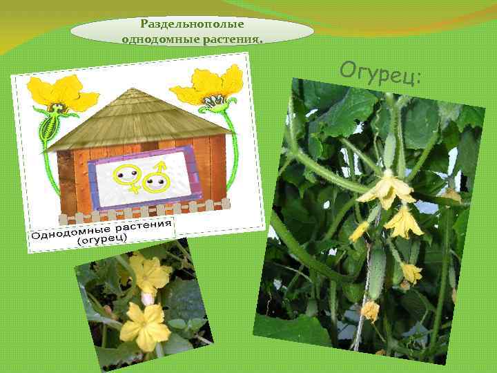 Раздельнополые однодомные растения. Огурец: 
