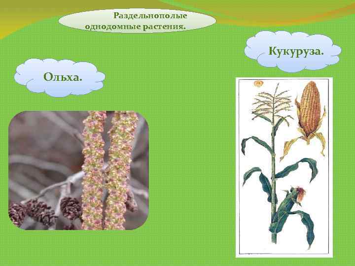 Раздельнополые однодомные растения. Кукуруза. Ольха. 