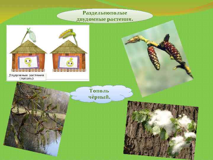 Раздельнополые двудомные растения. Тополь чёрный. 