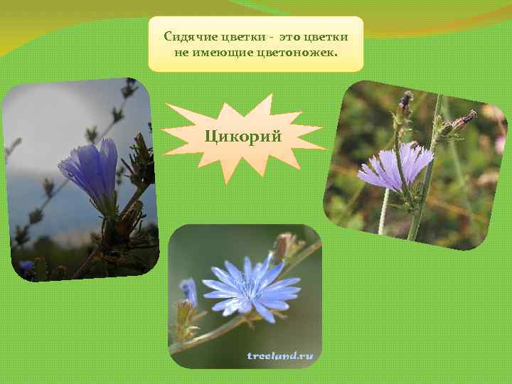 Сидячие цветки - это цветки не имеющие цветоножек. Цикорий 