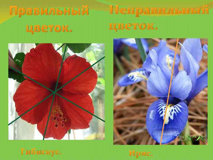 Правильный цветок. Гибискус. Неправильный цветок. Ирис. 