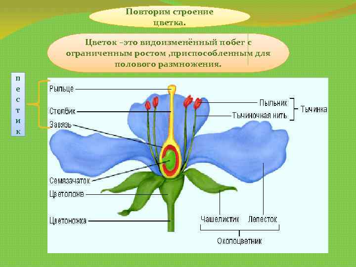Повторим строение цветка. Цветок –это видоизменённый побег с ограниченным ростом , приспособленным для полового
