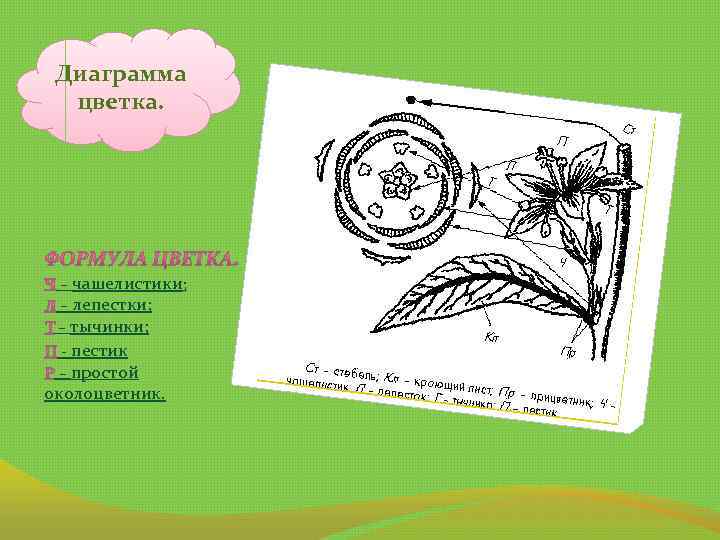 Диаграмма цветка. – чашелистики; – лепестки; – тычинки; - пестик – простой околоцветник. 