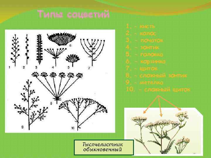 Типы соцветий 1. - кисть 2. - колос 3. - початок 4. - зонтик