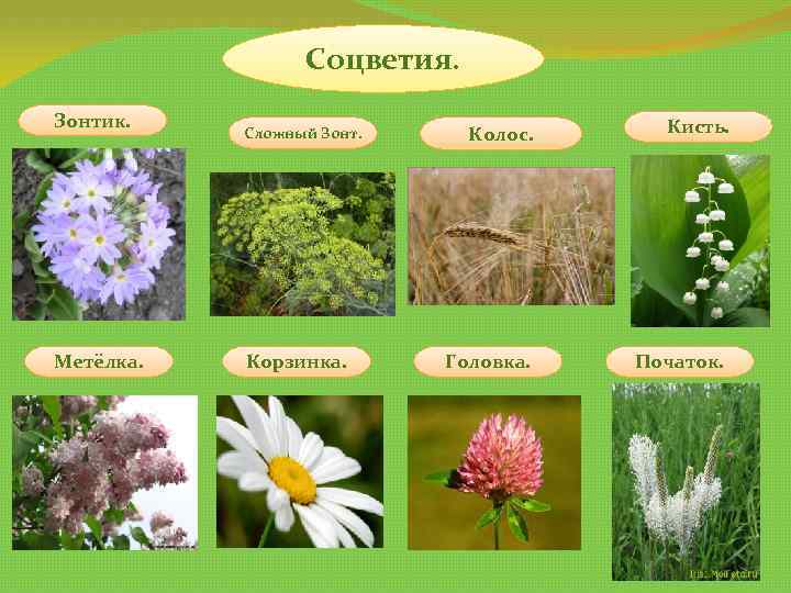 Соцветия. Зонтик. Метёлка. Сложный Зонт. Корзинка. Колос. Кисть. Головка. Початок. 