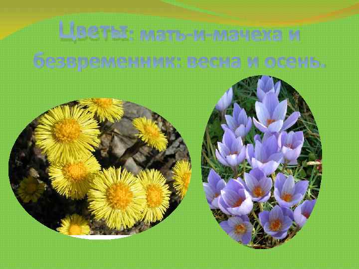 Цветы: мать-и-мачеха и безвременник: весна и осень. 