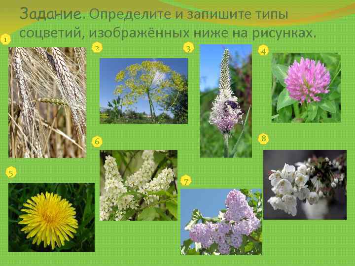 Задание. Определите и запишите типы соцветий, изображённых ниже на рисунках. 1 2 3 8