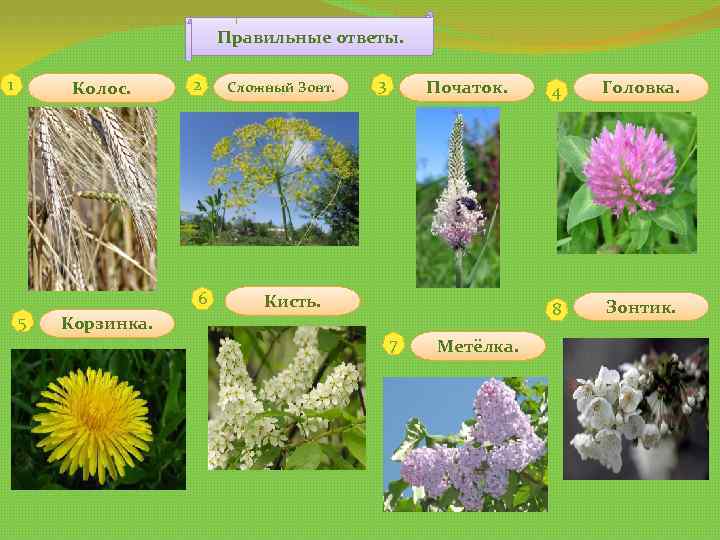 Правильные ответы. 1 Колос. 2 6 5 Корзинка. Сложный Зонт. 3 Початок. 7 Метёлка.