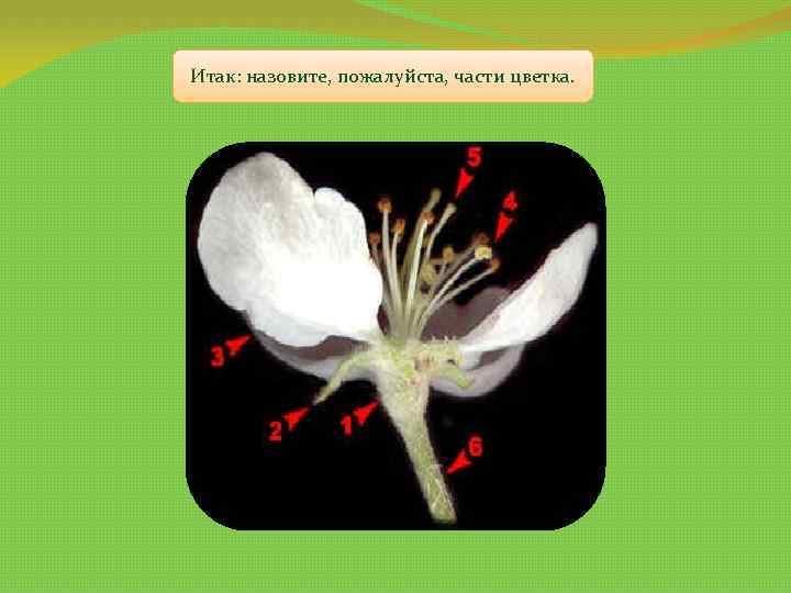 Итак: назовите, пожалуйста, части цветка. 