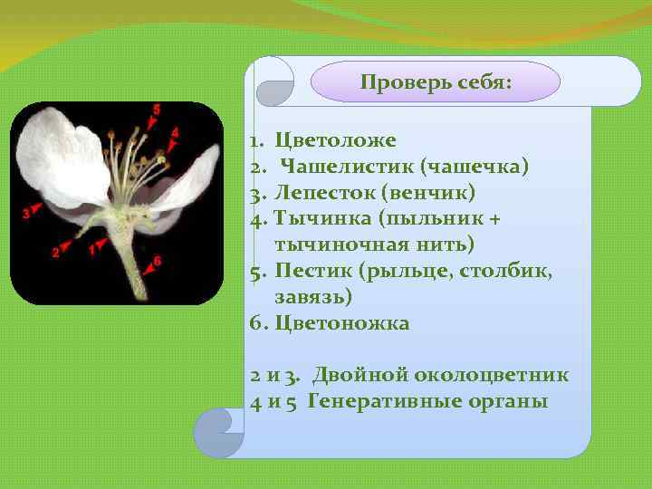 Проверь себя: 1. Цветоложе 2. Чашелистик (чашечка) 3. Лепесток (венчик) 4. Тычинка (пыльник +