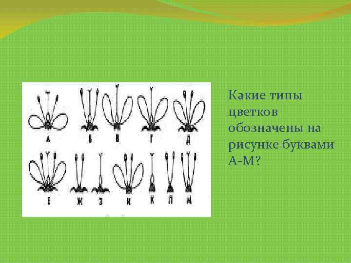 Какие типы цветков обозначены на рисунке буквами А-М? 