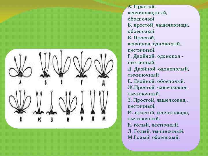 А. Простой, венчиковидный, обоеполый Б. простой, чашечковидн, обоеполый В. Простой, венчиков. , однополый, пестичный.