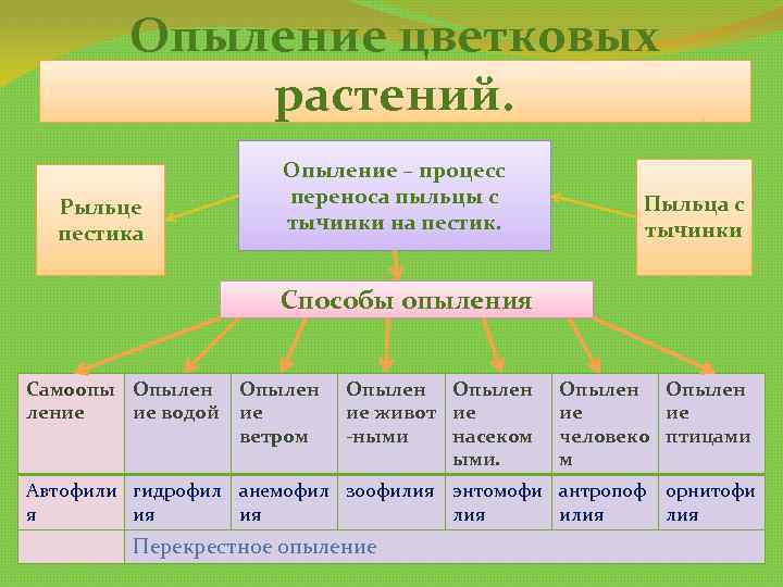 Опыление цветковых растений. Рыльце пестика Опыление – процесс переноса пыльцы с тычинки на пестик.