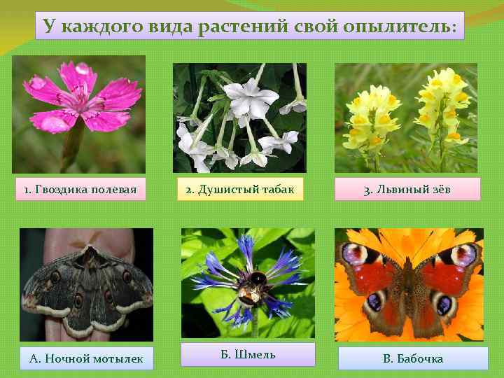 У каждого вида растений свой опылитель: 1. Гвоздика полевая А. Ночной мотылек 2. Душистый