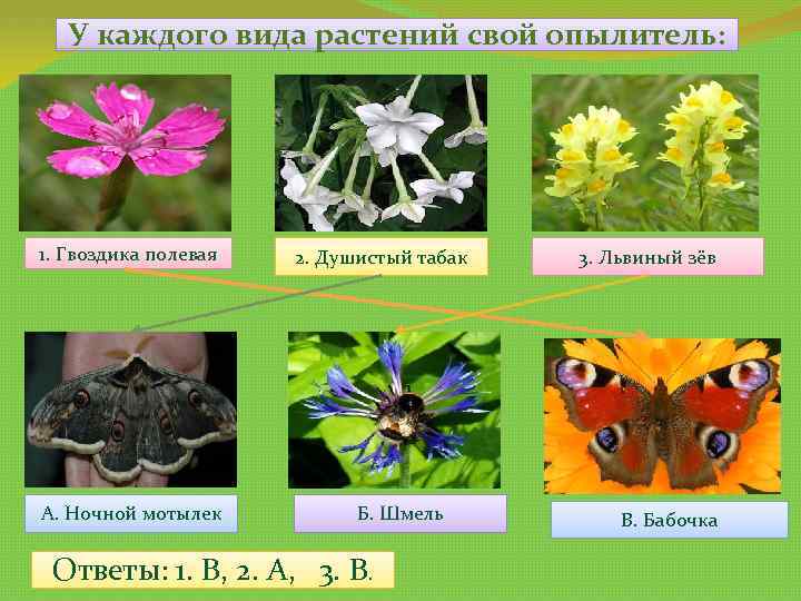 У каждого вида растений свой опылитель: 1. Гвоздика полевая А. Ночной мотылек 2. Душистый