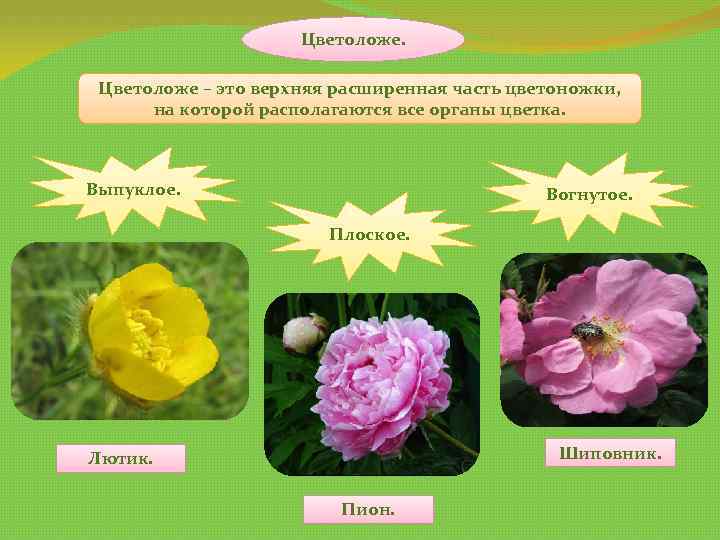 Цветоложе – это верхняя расширенная часть цветоножки, на которой располагаются все органы цветка. Выпуклое.