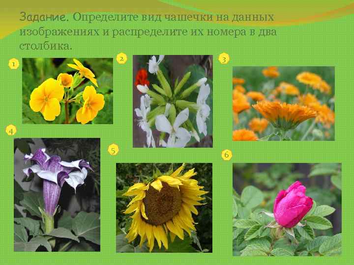 Задание. Определите вид чашечки на данных изображениях и распределите их номера в два столбика.