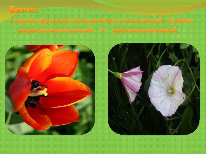 Венчик. Главная функция-привлечение опылителей. Бывает: раздельнолепестный и сростнолепестный. 