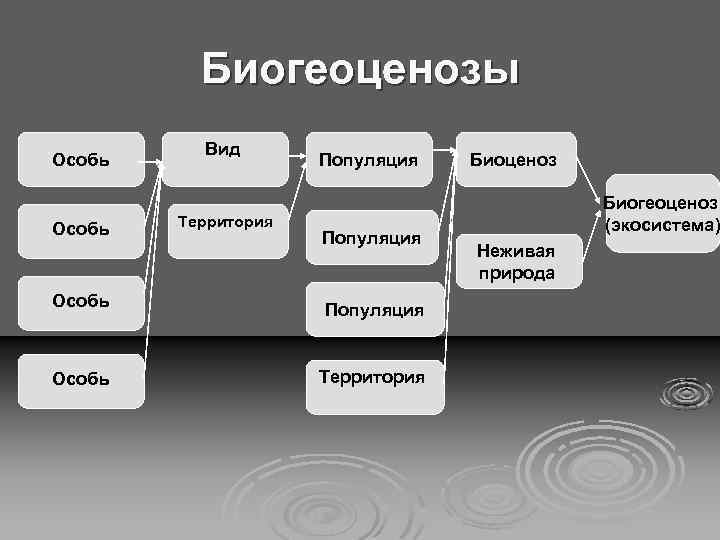 Биогеоценозы Особь Вид Территория Популяция Особь Территория Биоценоз Биогеоценоз (экосистема) Неживая природа 