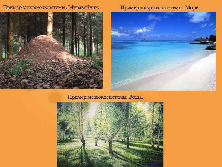 Пример микроэкосистемы. Муравейник. Пример макроэкосистемы. Море. Пример мезоэкосистемы. Роща. 