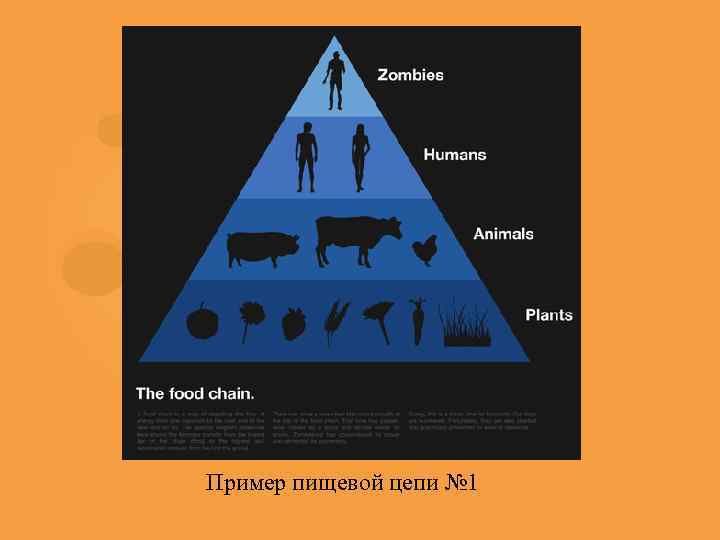Пример пищевой цепи № 1 
