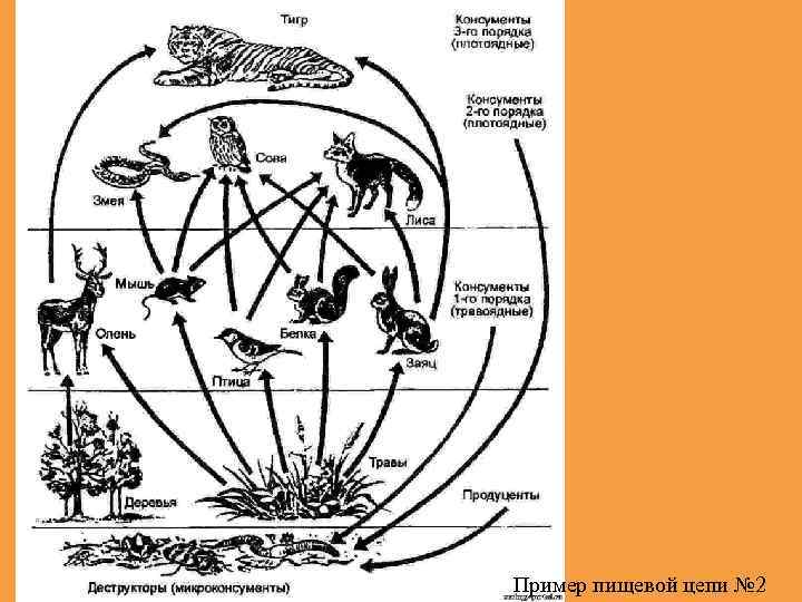 Пример пищевой цепи № 2 