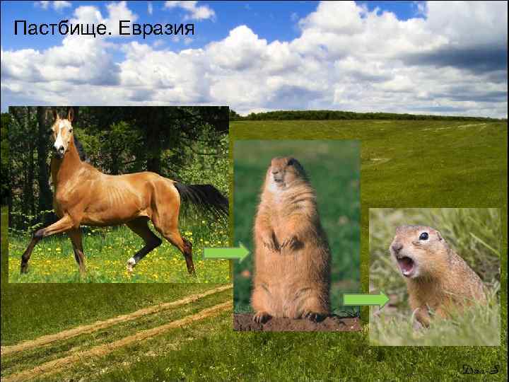 Пастбище. Евразия 