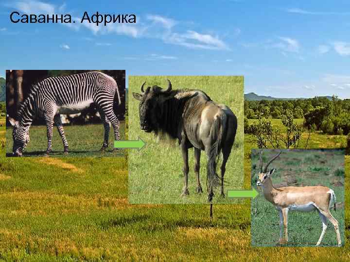 Саванна. Африка 