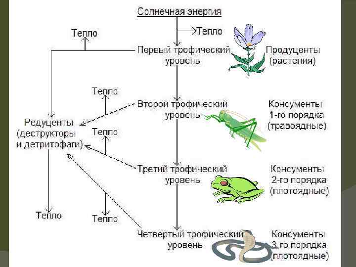 Ярусное строение биогеоценоза рисунок