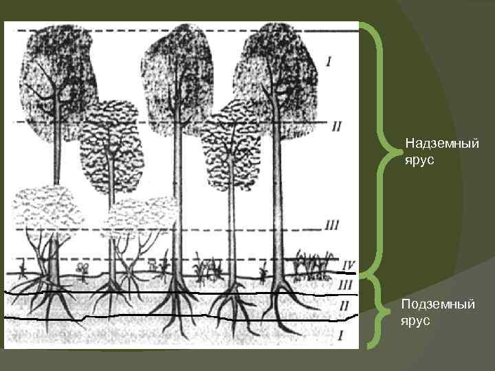 Структура растительного сообщества кратко биология 7 класс. Ярусность лесного фитоценоза. Ярусность растений надземная и подземная. Ярусное строение лесного биогеоценоза Дубравы.