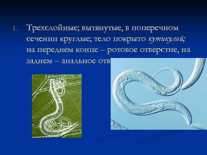 1. Трехслойные; вытянутые, в поперечном сечении круглые; тело покрыто кутикулой; на переднем конце –