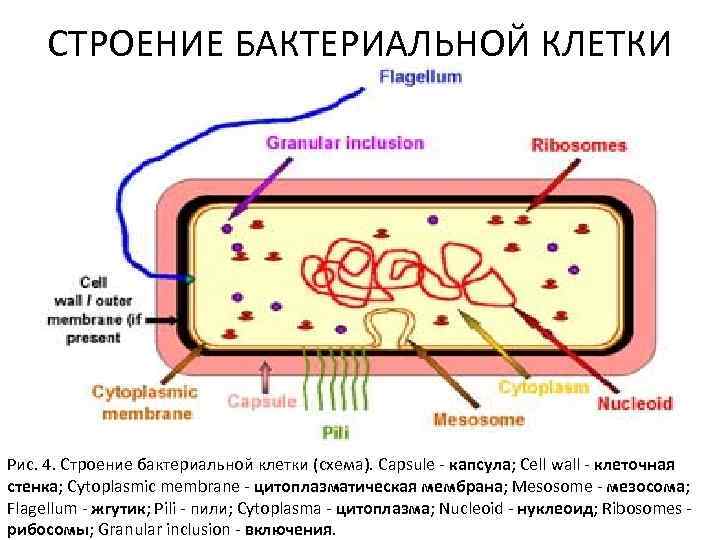 Ядерное вещество у бактерий расположено в. Рис. 2.2. Строение бактериальной клетки. Строение бактериальной клетки рис. Цитоплазма бактериальной клетки схема. Внутренне строение бактериальной клетки.