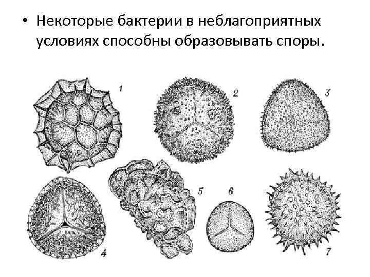  • Некоторые бактерии в неблагоприятных условиях способны образовывать споры. 