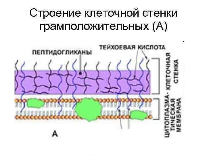 Строение клеточной стенки грамположительных (А) 