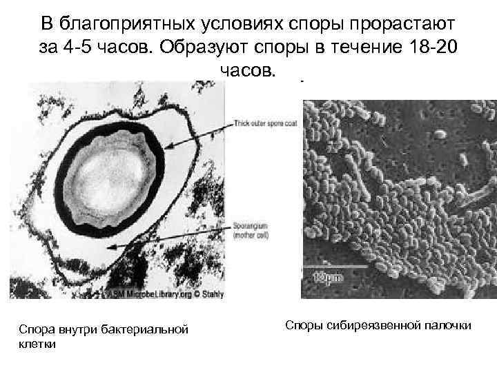 В благоприятных условиях споры прорастают за 4 -5 часов. Образуют споры в течение 18