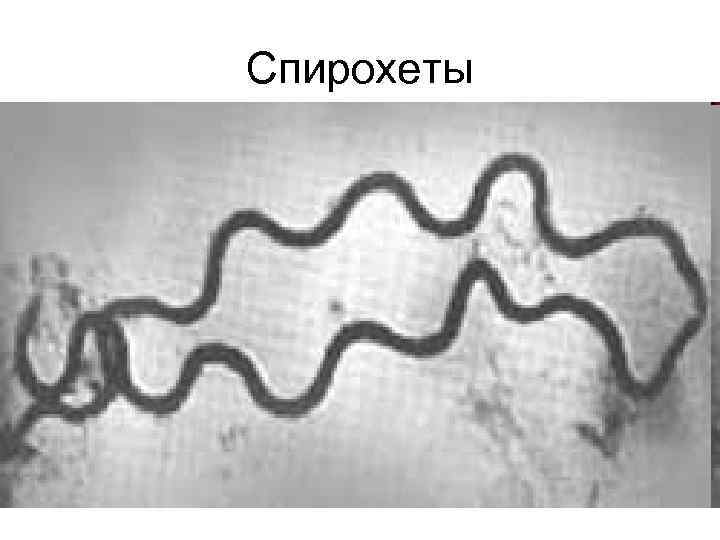 Спирохеты • – тонкие, длинные, извитые (спиралевидной формы), грамотрицательные бактерии. Размеры клеток 0, 05