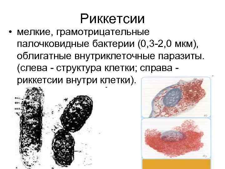 Риккетсии • мелкие, грамотрицательные палочковидные бактерии (0, 3 -2, 0 мкм), облигатные внутриклеточные паразиты.