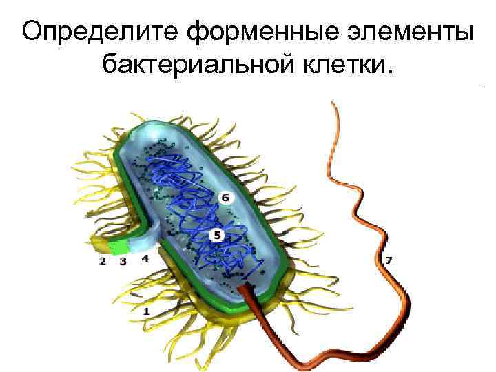 Определите форменные элементы бактериальной клетки. 