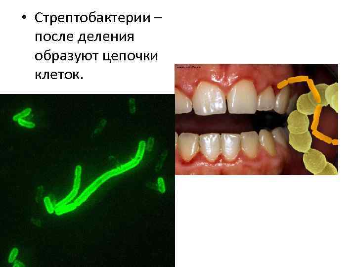  • Стрептобактерии – после деления образуют цепочки клеток. • 