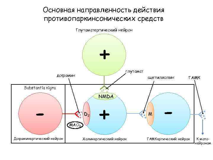 Основная направленность действия противопаркинсонических средств Глутаматергический нейрон + дофамин глутамат ацетилхолин ГАМК Substantia nigra